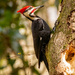 Mr Pileated Woodpecker Working on the Tree!