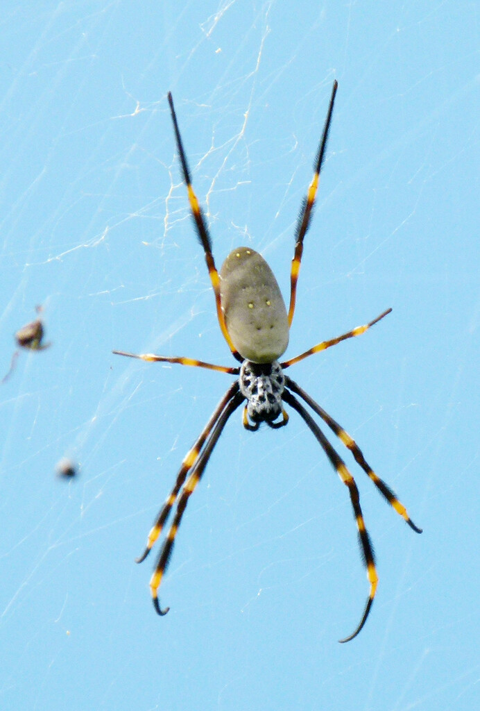 Golden Orb Spider by onewing