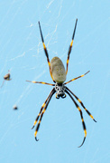 24th Feb 2024 - Golden Orb Spider