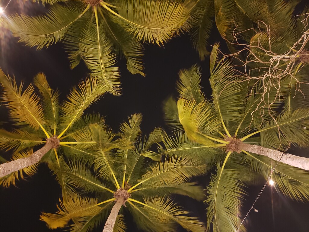 Under the Palms by danette