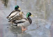 23rd Feb 2024 - Three ducks in a row 