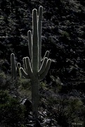 20th Feb 2024 - Saguaro Waving in the Sun