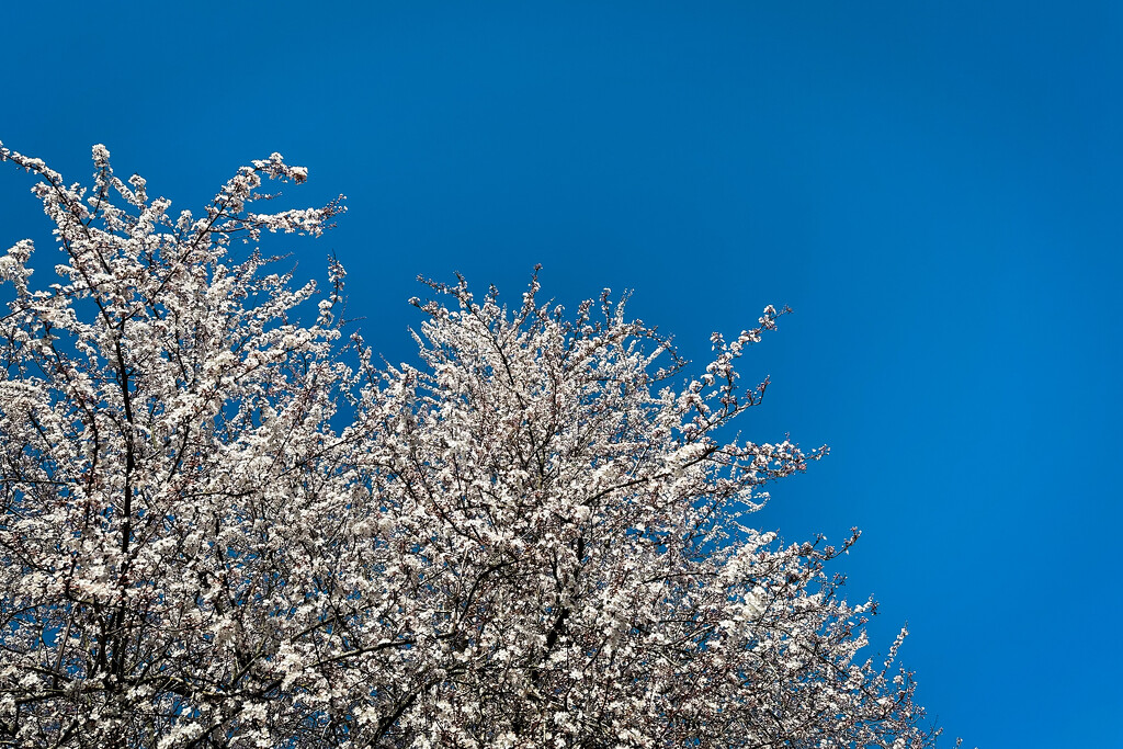 Feels Like Spring by tina_mac