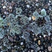 Frosted Lichen