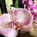 Orchids in colour 