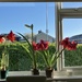 Our Amaryllis Plants  by g3xbm