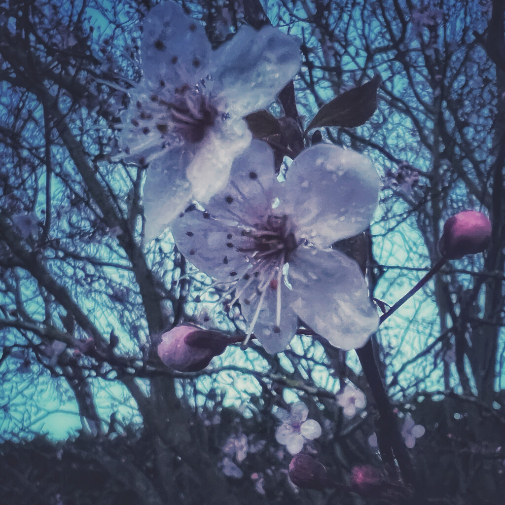 Blossom by mattjcuk