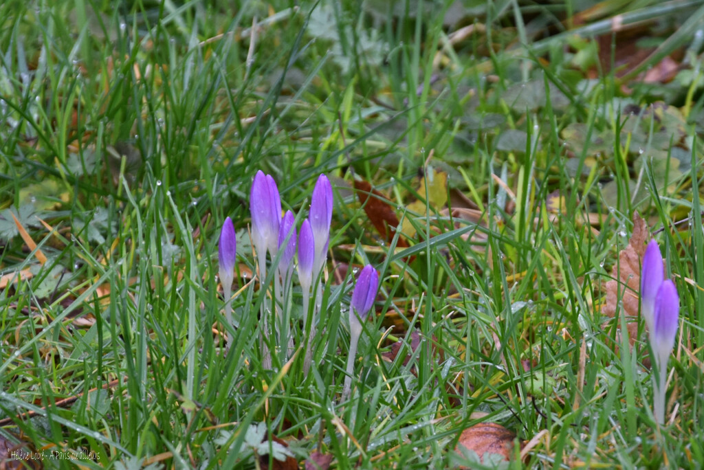 crocus by parisouailleurs