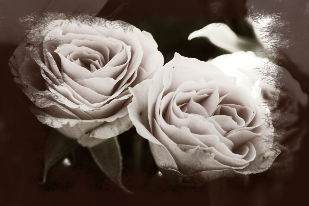 Vintage roses... by marlboromaam