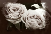 24th Feb 2024 - Vintage roses...