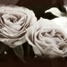 Vintage roses...