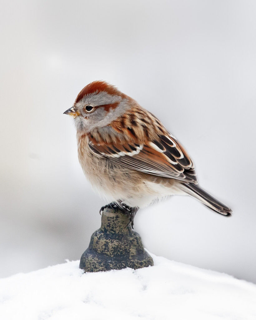 Sparrow by bobbic