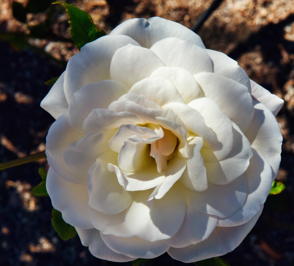2 23 White Rose by sandlily