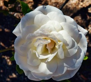 23rd Feb 2024 - 2 23 White Rose