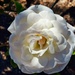 2 23 White Rose