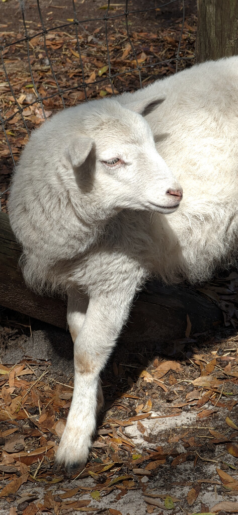Sheep's Got Legs  by photohoot