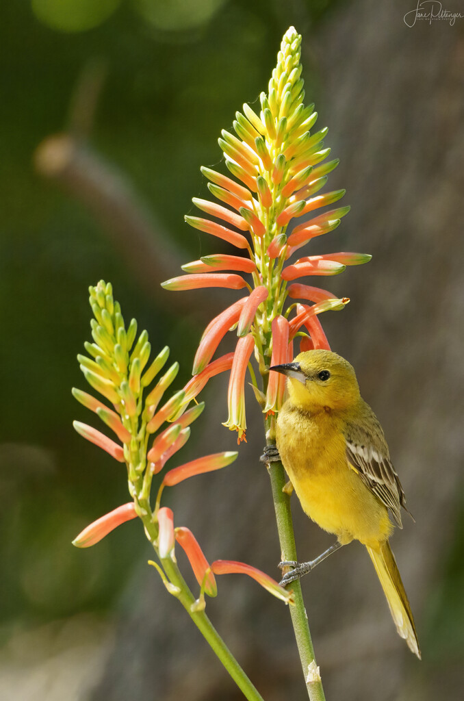 Yellow Bird Sitting Pretty in Todos Santos  by jgpittenger