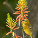 Yellow Bird Sitting Pretty in Todos Santos 