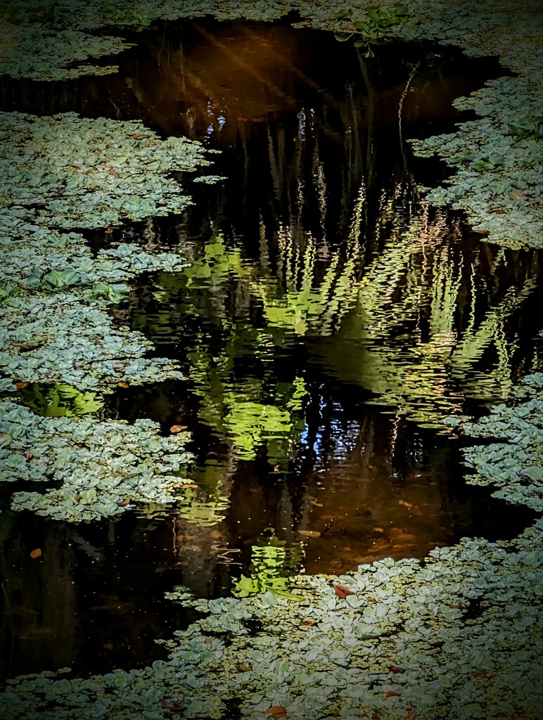 Reflection Pond by photohoot