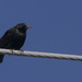 European starling on a wire by rminer