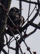 24th Feb 2024 - European starling and spring buds