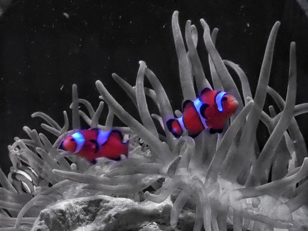 I Found Nemo!!! by 30pics4jackiesdiamond