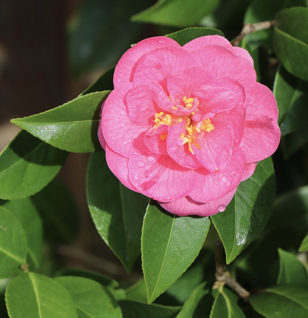 Pink camellia  by jeremyccc