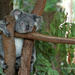 Sleepy Koala by kimmer50