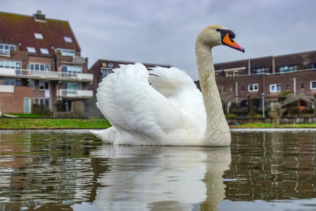 Majestic Swan by rbrettschneider