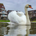 Majestic Swan by rbrettschneider