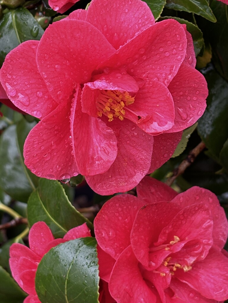Camellia with raindrops  by lizgooster