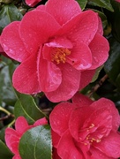 21st Feb 2024 - Camellia with raindrops 