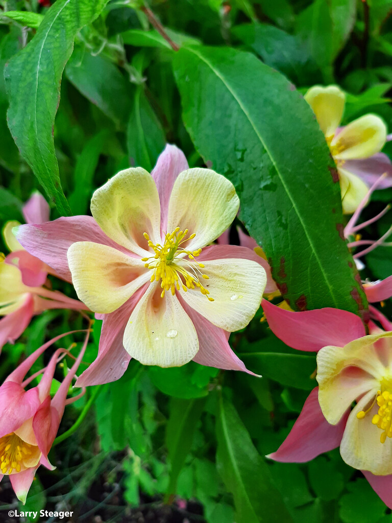 Swan pink and yellow columbine by larrysphotos