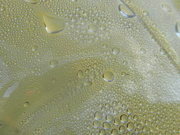 24th Feb 2024 - Closeup of Lemonade Condensation Bubbles