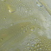 Closeup of Lemonade Condensation Bubbles