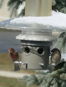 24th Feb 2024 - Bird feeder