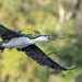 Nest building time for the shag by creative_shots