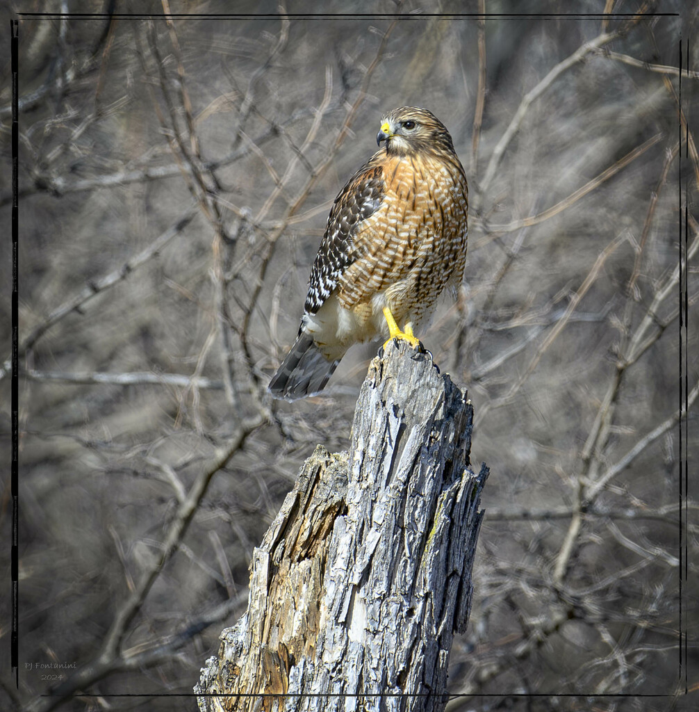 Red Shouldered Hawk by bluemoon
