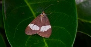25th Feb 2024 - A Small Butterfly in my Garden ~