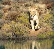 25th Feb 2024 - A thirsty Lioness