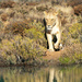 A thirsty Lioness by ludwigsdiana