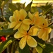 My beautiful blooms! by deidre