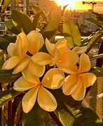 6th Jan 2024 - My fantastic frangipani!