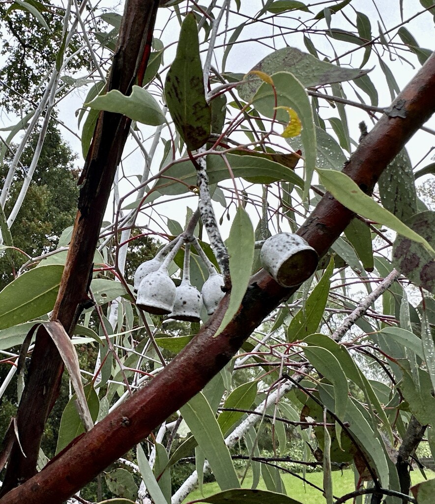 Ghostly gum-nuts!  by deidre