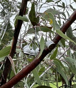 8th Jan 2024 - Ghostly gum-nuts! 