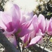 Tulip Tree by joysfocus