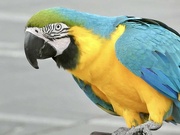 25th Feb 2024 - Macaw