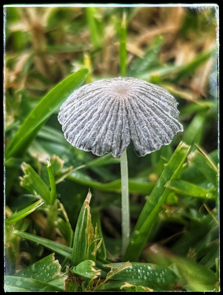 Tiny Toadstool  by elf