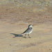 WHITE WAGTAIL ON PATROL 
