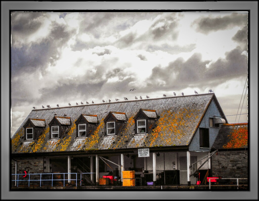 A grey day at the fish shed by swillinbillyflynn